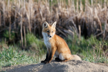 A red fox sits on the dirt mound at the entrance to the den.