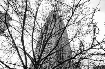 silhouette of a tree