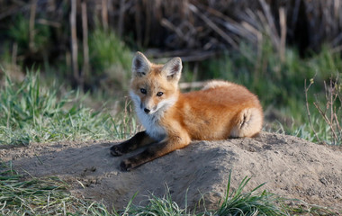 A young red fox lying on a small dirt mound at the mouth of the den looks up at the camera.