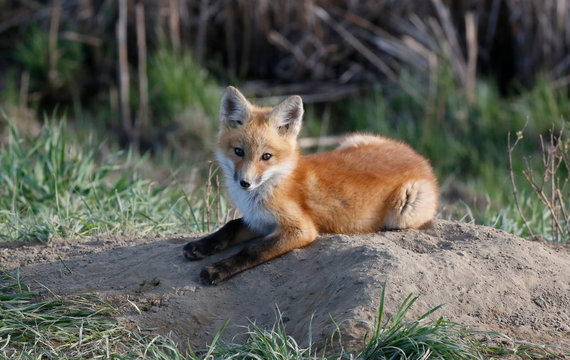 A young red fox lying on a small dirt mound at the mouth of the den looks up at the camera.