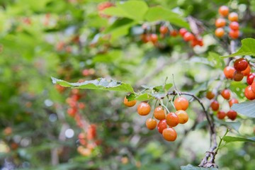 実が成ったセイヨウミザクラ／Wild Cherry