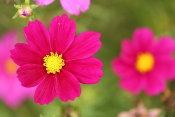 Fototapeta premium Pink flowers on a blurred background. Pink daisy flower.Floral bright summer background.Summer flowers pink color close-up.Floral delicate wallpaper