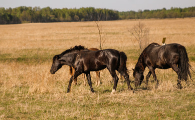 Horses grazing in a spring meadow
