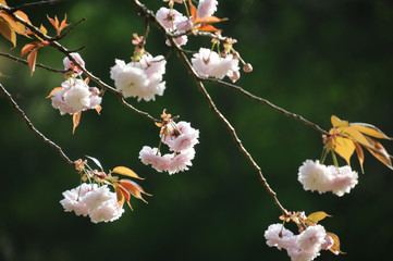 満開の山桜
