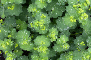 Topshot of green leaves with water droplets