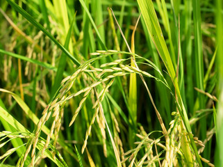 Golden paddy or ear rice plant in farm, Green field crops with bunch of seeds, Agriculture in Thailand