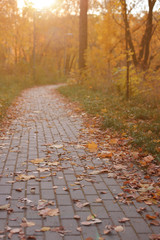 Naklejka na ściany i meble Golden autumn, beautiful background of orange leaves on the path