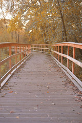 Fototapeta premium Golden autumn, beautiful background of orange leaves on the path