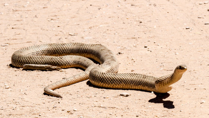 Molesnake in Kalahari 