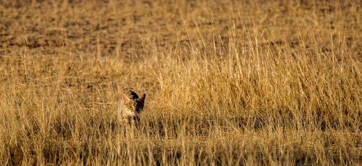 African Wild cat hunting in Kalahari