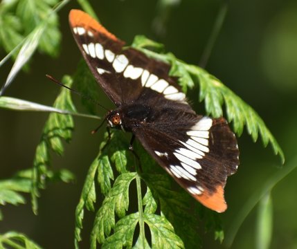 Lorquin's Admiral (Limenitis lorquini), with its wings flat, perched on a leaf, near Watsonville Slough.
