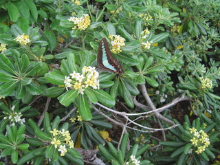  butterfly on a daphne flower