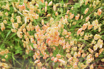 絡み合った小判草の花