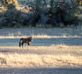 Gemsbok in Kalahari Kgalagadi Park