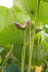 lotus bloom purity of heart