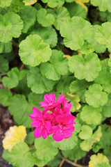 赤紫色のゼラニウムの花