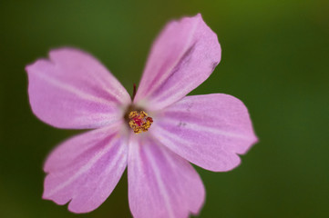Pink flower 