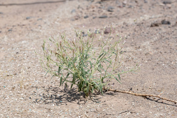 Spanish needles desert palafox (Palafoxia arida) is a annual wildflower that grows in sandy soils in the Mojave Desert.
