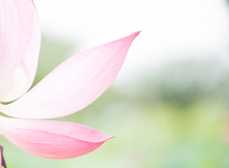 Fototapeta premium lotus bloom purity of heart