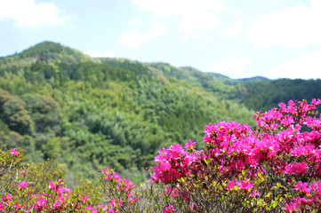 山里に咲く満開のツツジ