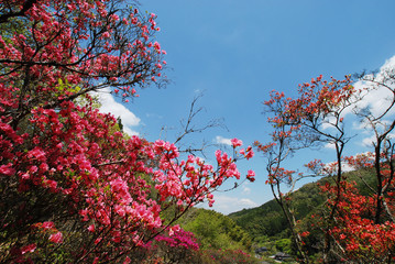 山里に咲く満開のツツジ