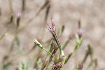 Macro of the disc florets of Spanish needles desert palafox (Palafoxia arida), a annual wildflower that grows in sandy soils in the Mojave Desert.