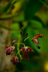 orchids,Jungles,