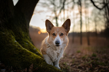A Welsh Corgi Pembroke dog stands by a tree during sunset