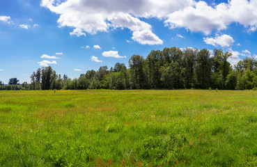 Beautiful Green Grass Field View with Trees and Blue Sky in the Background. Taken in Tynehead Park, Surrey, Greater Vancouver, British Columbia, Canada.