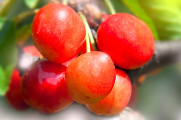 Five Fresh Cherries on Branch2