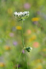 close up view of the grass in the morning field