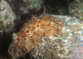 夜に行動するウミウシの仲間