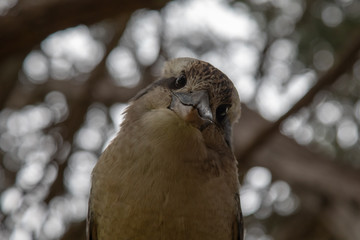 A laughing kookaburra is looking for something. Australian wild bird.