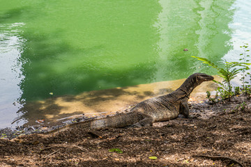 Monitor lizard at Lumpini Park, Bangkok. Asian, dangerous.