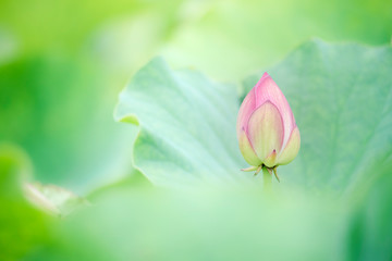 Obraz na płótnie Canvas lotus bloom purity of heart