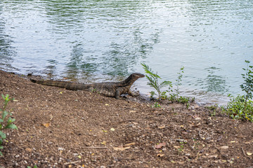 Monitor lizard at Lumpini Park, Bangkok. Asian, dangerous.