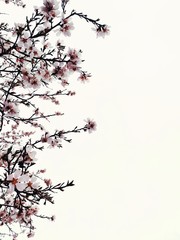 cherry blossom in spring