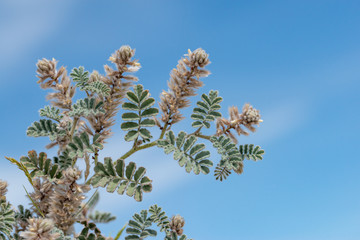 Soft prairie clover (Dalea mollissima) is an aromatic annual herb in the pea family (Fabaceae)
