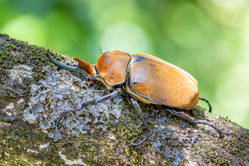Elephant beetle