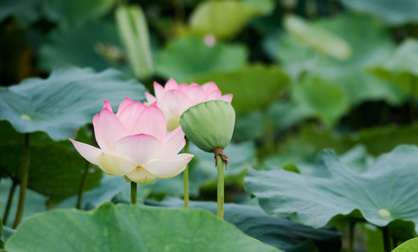 lotus bloom purity of heart
