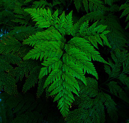 green fern leaves