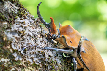Elephant beetle