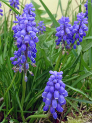 Muscari