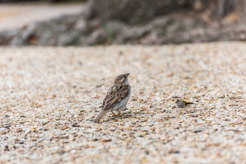 House sparrow, a bird of the sparrow family Passeridae found in Paris, France.