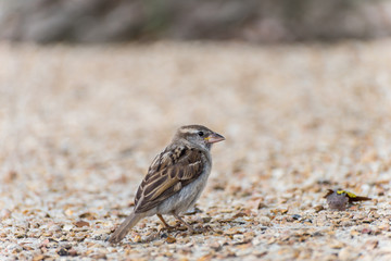House sparrow, a bird of the sparrow family Passeridae found in Paris, France.