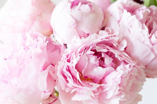 Close up Smooth pink petals peony flowers. Background.