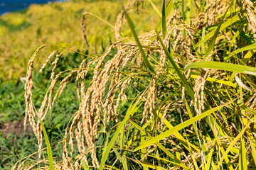 首を垂れる稲の穂
