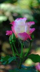 
Rose bud in a city park.
Floral background for web design.