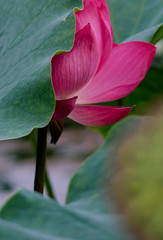 lotus bloom purity of heart