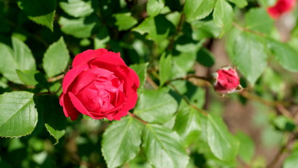
Rose bud in a city park.
Floral background for web design.